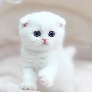 मल्टीविटामिन सप्लीमेंट मल्टीफंक्शनल टैबलेट बिल्लियों और कुत्तों के लिए प्राकृतिक प्रतिरक्षा समर्थन और एलर्जी से राहत 1